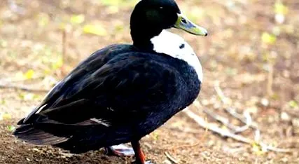 állatok