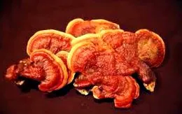 Provita Nutrition