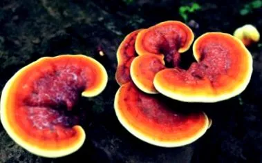reishi