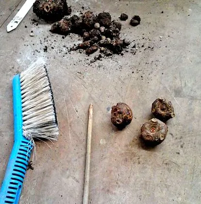 gondozásának amorfphallus