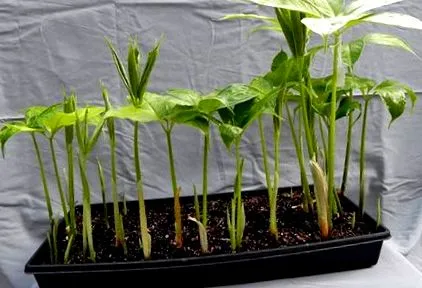 ültetésének amorfphallus
