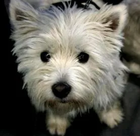 adoptați adoptați