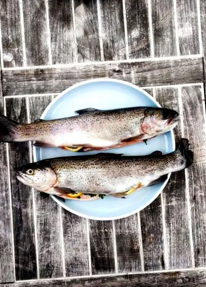 pateul pește