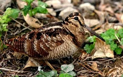 cocoș târziu