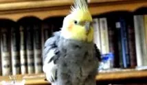etetni