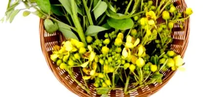 cassia angustifolia