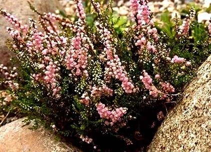 szimbóluma heather