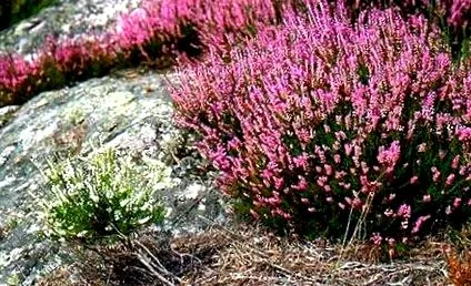 heather heather