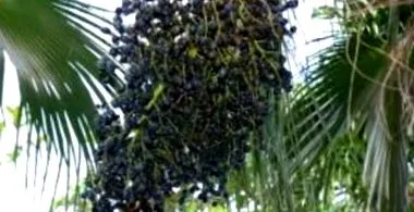 acai