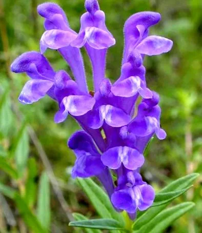 baikal skullcap
