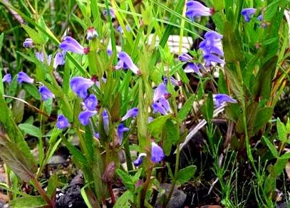 tulajdonságai skullcap