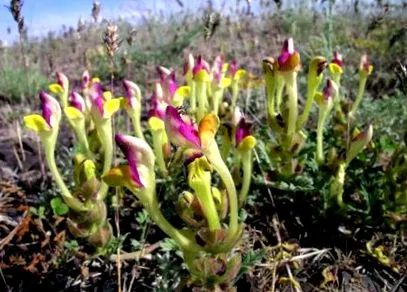 baikal skullcap