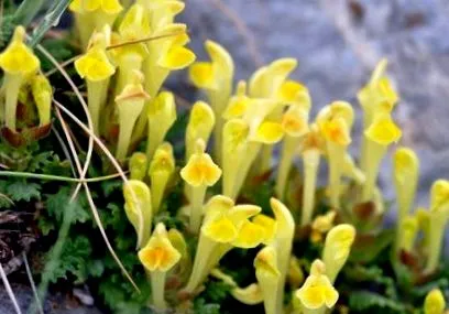 baikal skullcap