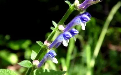 skullcap skullcap