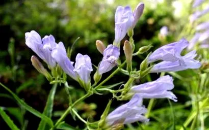 skullcap tulajdonságai