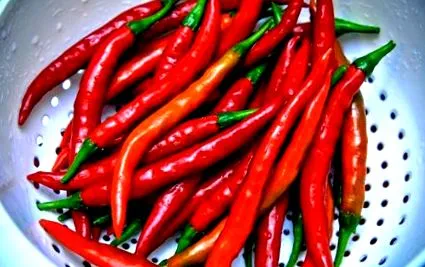 fogyni chili