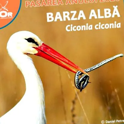 vták