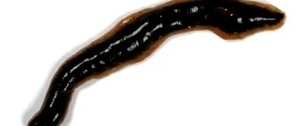 szappan