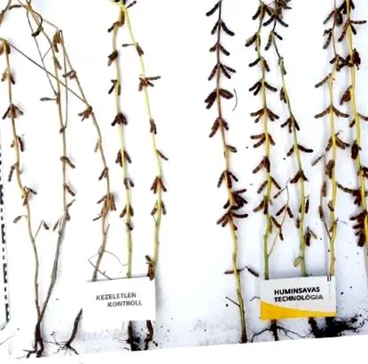 plantelor