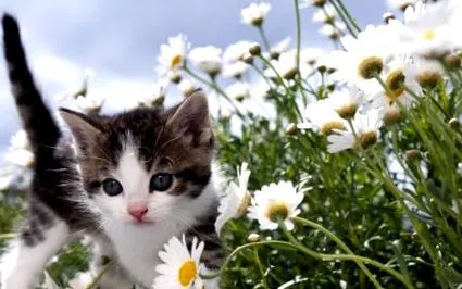 котките може бъде