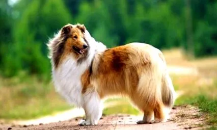 longhaired ciobănesc