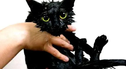 котка нашата