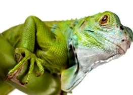 iguana