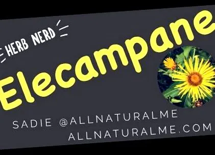 tinktúra elecampane