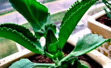 kalanchoe