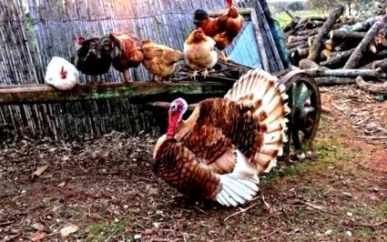 táplálék