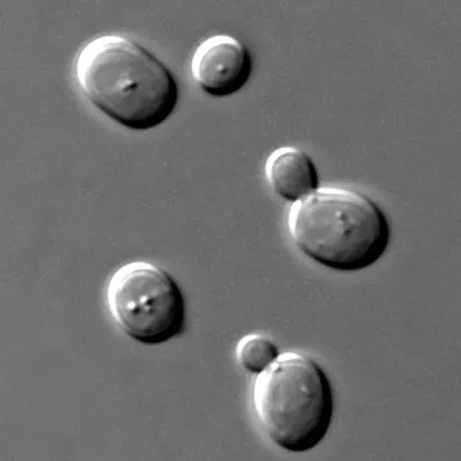 giardia cryptosporidium