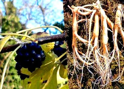 rendelkeznie