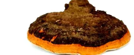 chaga parazita