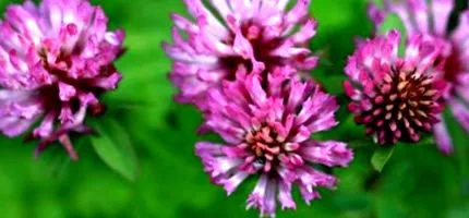 pratense trifolium