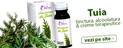 thuja