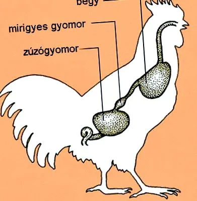 смачкване патешко
