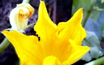 capturi capturi