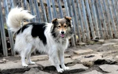 kutyaélet