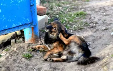 kutyaélet