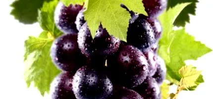 vinifera
