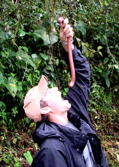 црви навидум