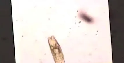 fogkrémek