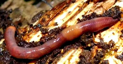 férgek