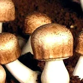 agaricus