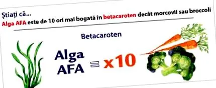 alga