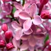немам