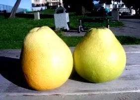 kőrössy kőrössy