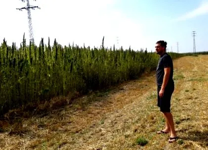 cannadorra конопена