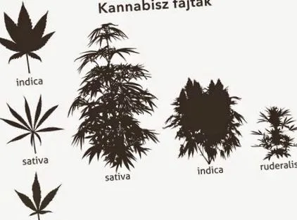 marijuana