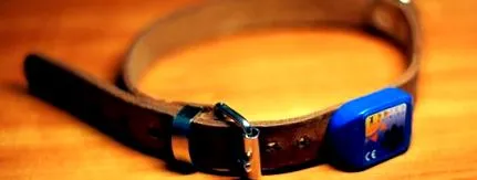 домашніх тварин